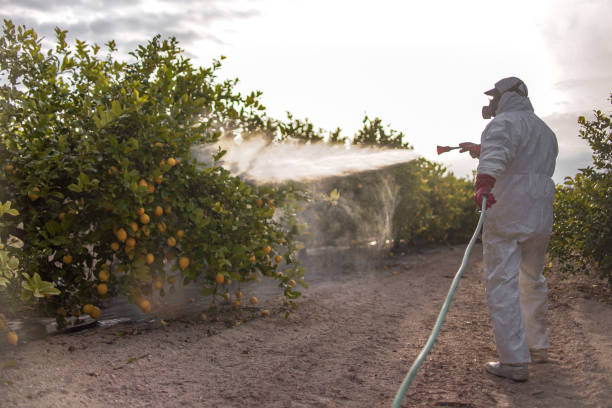 Best Commercial Pest Control Services  in Juno Ridge, FL
